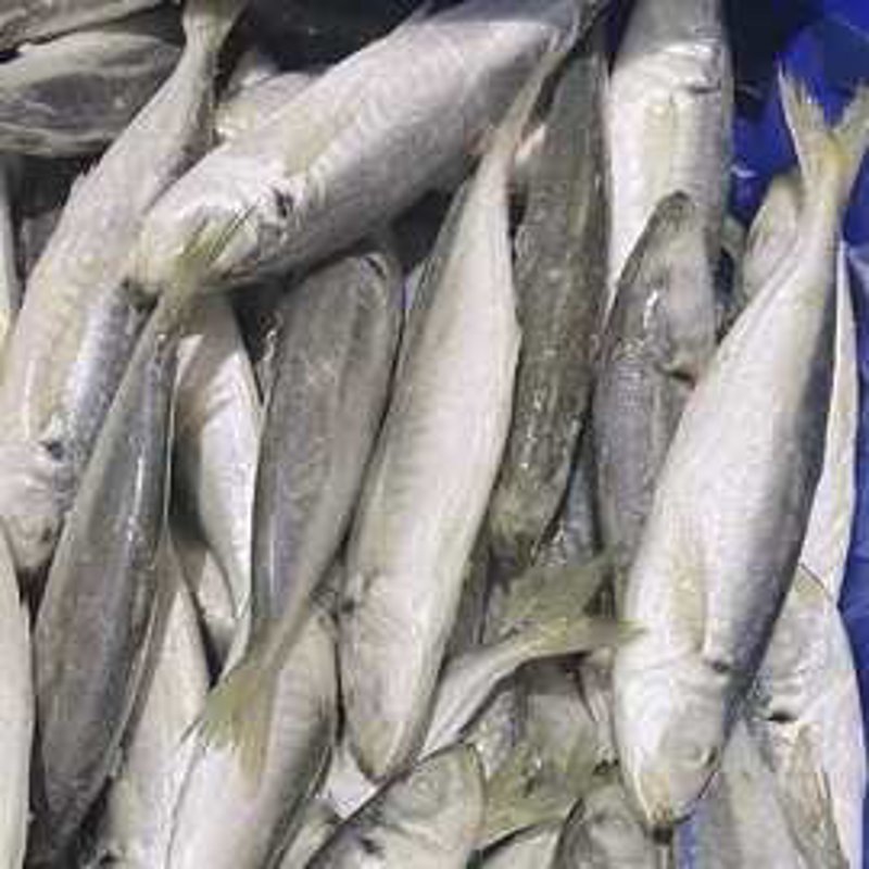 即食扇贝——海洋美食的新宠